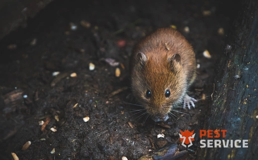 Дератизация в Баймаке